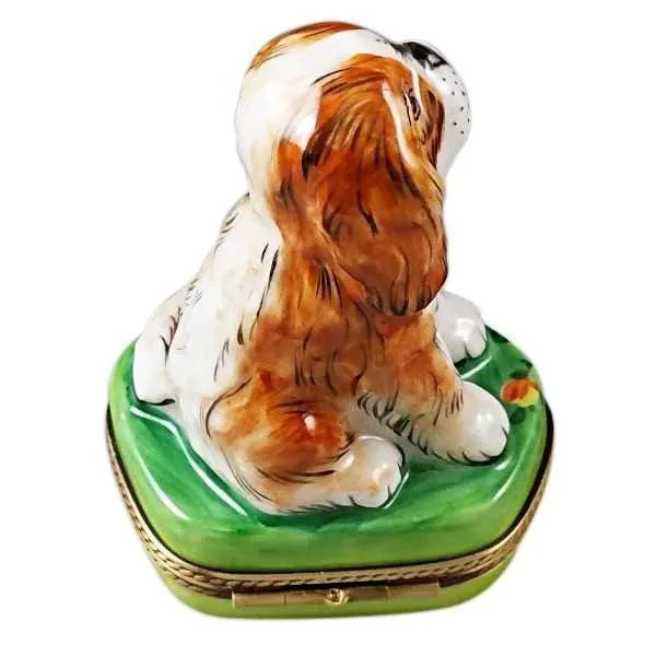 King Charles Spaniel